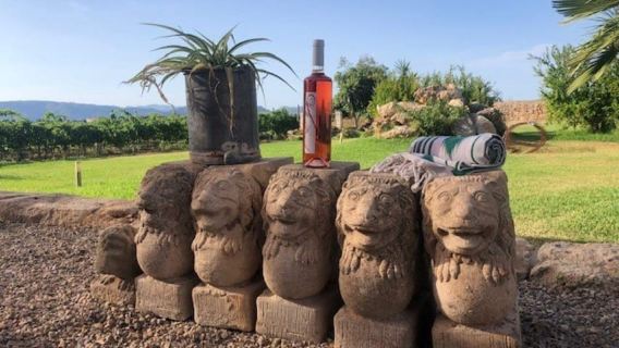 Majorque : visite des vignobles et de la cave Bodega Butxet avec dégustation