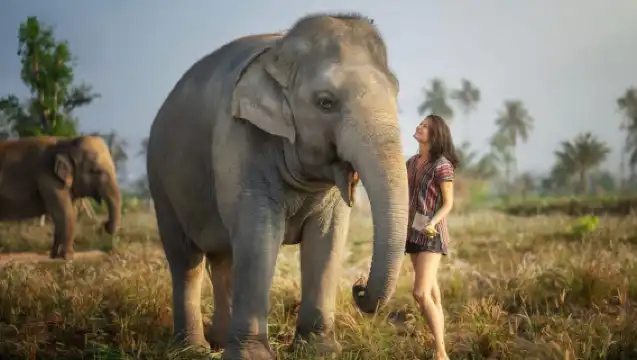 芭達雅：大象叢林保護區餵食體驗