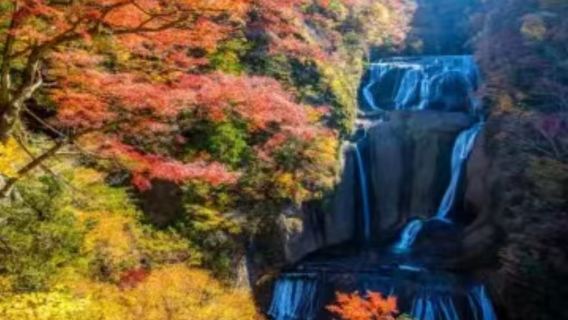 【楓葉季】茨城+袋田瀑布+花貫溪谷+龍神大吊橋包車1日遊