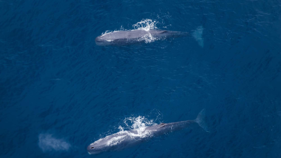 Walbeobachtungsflug-Erlebnis in Kaikoura, Neuseeland [Chinesischer Kundenservice + Englischer Reiseleiter]