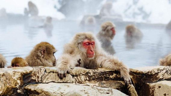 Gita di un giorno a Nagano, Giappone | Visita al santuario Togakushi, parco Jigokudani, passeggiata con le scimmie della neve e degustazione di sake