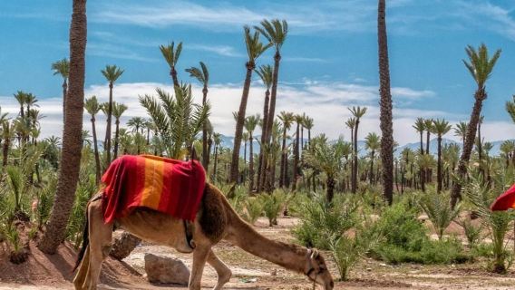 Palmeraie: Guided Quad Adventure & Camel Ride + Transfers from Marrakesh