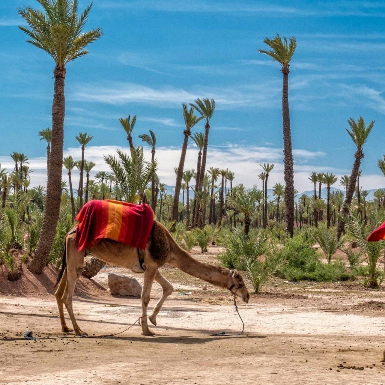 Palmeraie: Guided Quad Adventure & Camel Ride + Transfers from Marrakesh