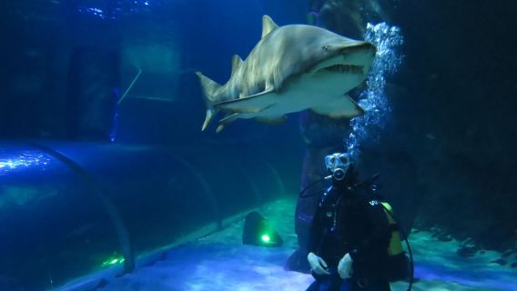 紐西蘭-奧克蘭出發 - 懷託摩螢火蟲洞 & 霍比特村經典之旅