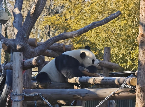 Tur pribadi sehari di Kebun Binatang Beijing + Kuil Surga, termasuk pemandu wisata berbahasa Inggris