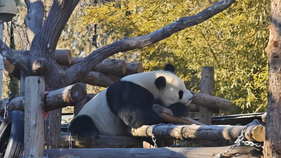 Beijing Zoo + Temple of Heaven Private Day Tour with English Guide, Transportation, and Admission Ticket