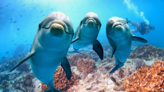 Egypt · Hurghada · Red Sea|Custom Itinerary/Transfer Service