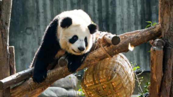 Chengdu Half-Day Tour: Chengdu Research Base of Giant Panda Nutritionist Experience Course