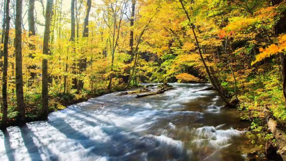 青森：奥入瀬渓流＆十和田湖＆八甲田山ワンデーツアー【混載ツアー-9名様】