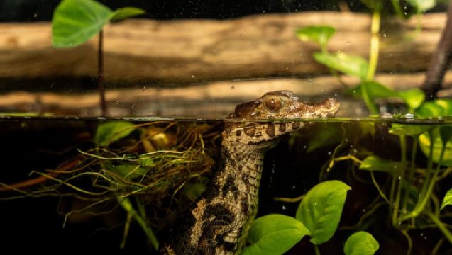 Victoria: Entrada a los Jardines de las Mariposas