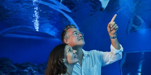 凱恩斯水族館黃昏遊