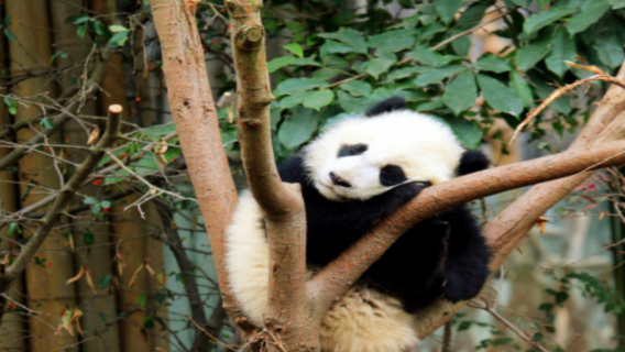Wolong giant panda Shenshuping base + Dujiangyan 1-day tour [private tour + optional English/Chinese guide]
