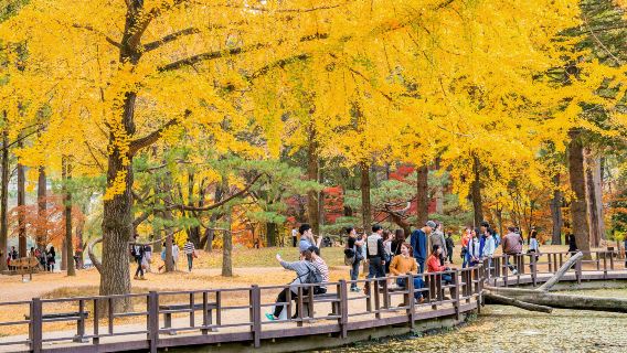 ออกเดินทางจากโซล | ทัวร์วันเดียวถนนใบไม้เปลี่ยนสีอันซาน+คาเฟ่น้ำตก+พิพิธภัณฑ์สมุนไพร+เกาะนามิ