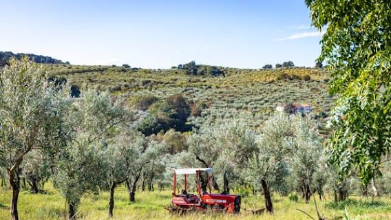 Calabrian farm cheese-making demo and pasta-rolling with lunch