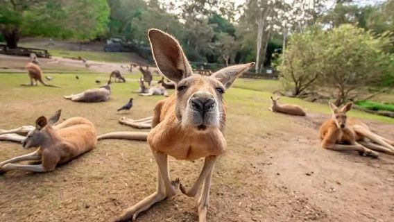 澳洲黃金海岸可倫賓動物園+衝浪者天堂+Q1觀景台一日遊