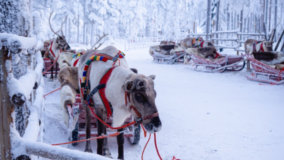 [Finland Helsinki] Puisi panjang Puteri Laut Baltik sewaan peribadi lawatan sehari tidak termasuk tiket