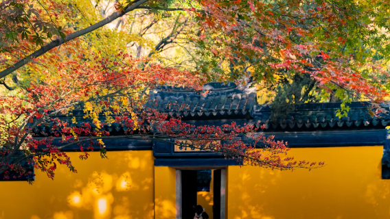 Shanghai-Suzhou andata e ritorno┃Tempio Hanshan di Gusu┃notturna su nave passeggeri┃ammirare l'autunno al Monte Tianping┃osservare le rocce al Giardino dell'Amministratore Umile
