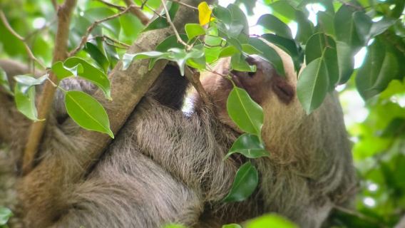 Wildlife spotting hike in Marino Ballena National Park