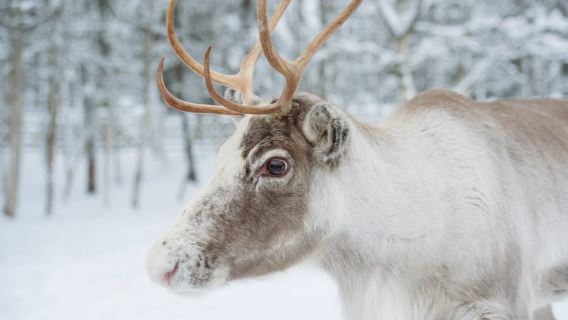 Rovaniemi: Husky and Reindeer Experience