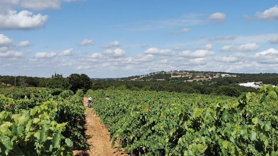 Apulien: Guideret vinsmagning med lokale forretter