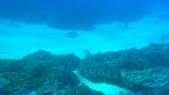 Paphos: Sunset Cruise, Turtle Watching, & Unlimited Drinks