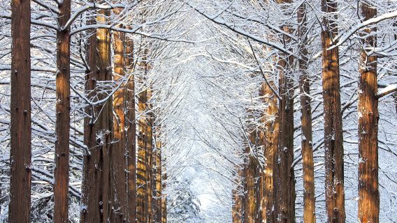 Tagesausflug zur Nami-Insel, Petite France und Garten der Morgenstille in Südkorea (Abfahrt von Seoul)
