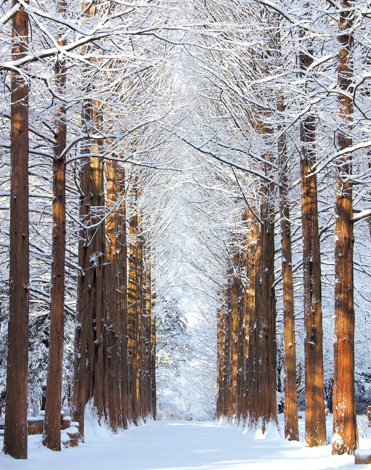 Nami Island + The Garden of Morning Calm + Petite France & Italian Village One Day Tour (From Seoul)