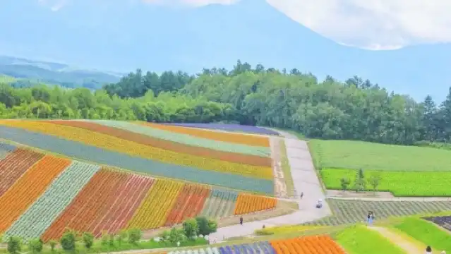 日本北海道美瑛町青池+四季彩之丘+富田農場一日遊【札幌出發】
