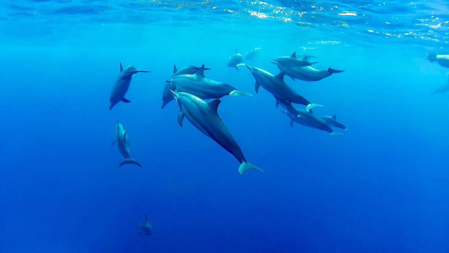Excursion d'une journée en catamaran à la baie des dauphins à l'Île Maurice, observation des dauphins, déjeuner BBQ et transfert aller-retour