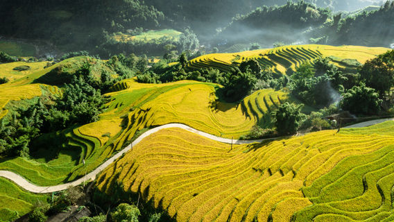 Sapa