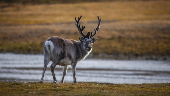 Longyearbyen, Norwegen: Halbtägiger Tagesausflug zur Polarwildtierfotografie 4,5h
