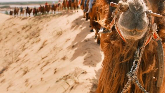 【市區免費接送】【6人小團】黃沙古渡1日：來寧夏玩出世界範兒