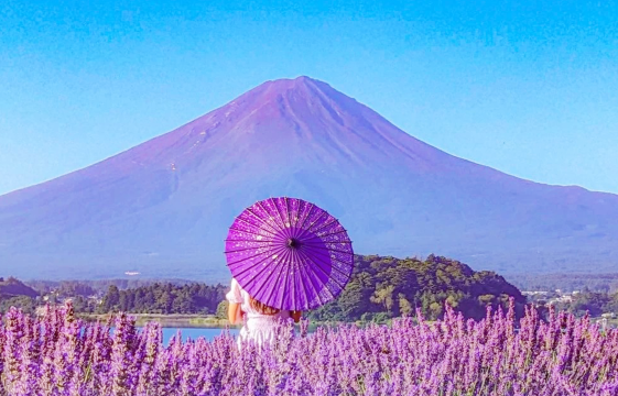 富士山七景INS熱門打卡，網紅羅森，河口湖大石公園一日遊