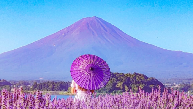 ทัวร์ 1 วัน ชม 7 ทิวทัศน์สุดฮิตของภูเขาไฟฟูจิ ถ่ายรูปเช็กอินที่ร้านสะดวกซื้อโลว์สันยอดนิยม และสวนโออิชิ ปาร์ค ริมทะเลสาบคาวากุจิ