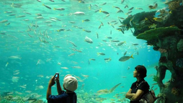 Round-trip transfer from Manila to Manila Ocean Park (adjustable itinerary)