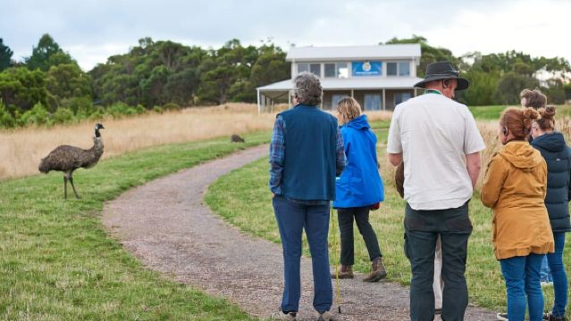 Apollo Bay: Recorrido de vida silvestre por la Great Ocean Road al anochecer