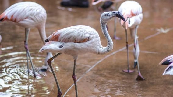 Da Buenos Aires: tour dello zoo Temaiken con biglietto incluso