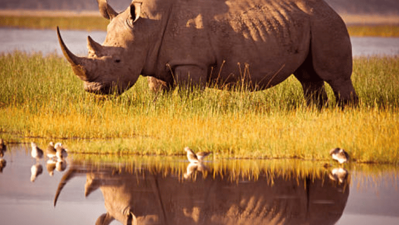 Nairobi: Half-Day Nairobi National Park Private Safari