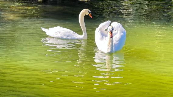Austin: Recorrido guiado en barco por el lago Austin con protección solar