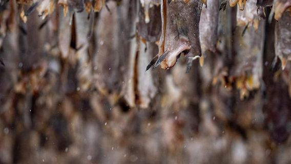 Dari Svolvær: Tur Sejarah dan Foto Lofoten Setengah Hari