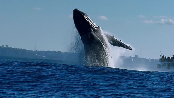 Pakej Pelancongan Sehari di Pulau Moreton, Brisbane, Australia dengan Pengangkutan Hotel Termasuk 6 Aktiviti + Tiket Bot