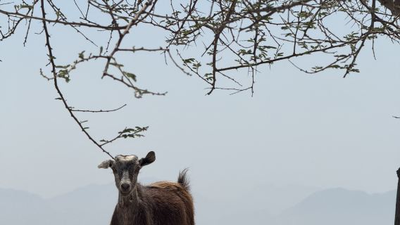 Ras Al Khaimah, VAE: Jais Flight Zipline + Tagesausflug zum Nationalmuseum von Ras Al Khaimah