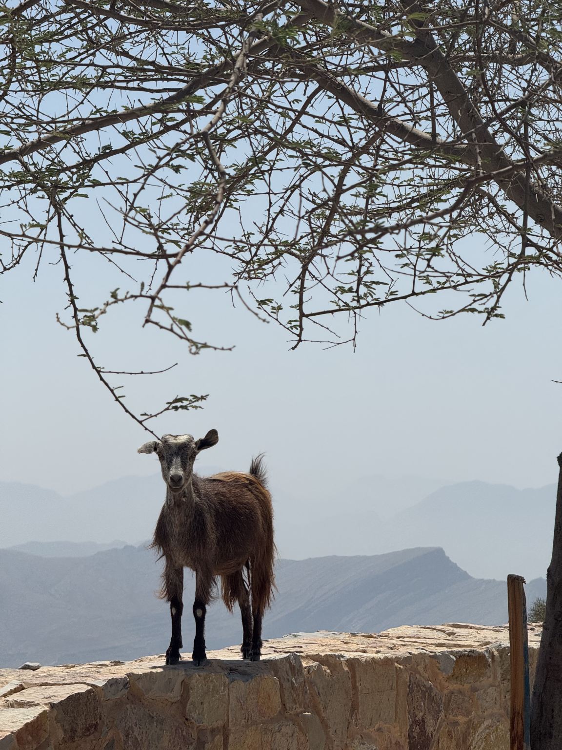 Ras Al Khaimah, VAE: Jais Flight Zipline + Tagesausflug zum Nationalmuseum von Ras Al Khaimah