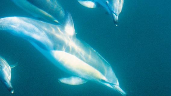 Round-trip Akaroa Day Tour: Dolphin Watching + Alpaca Farm (Small Group Tour with Chinese-Speaking Guide)