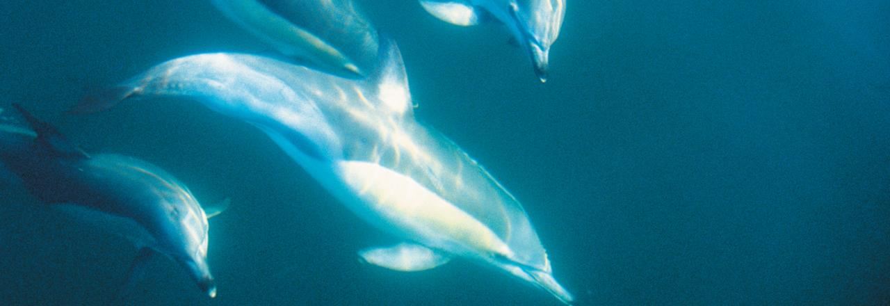 Excursión de un día a Akaroa para ver delfines + granja de alpacas en grupo pequeño con guía en chino (ida y vuelta)
