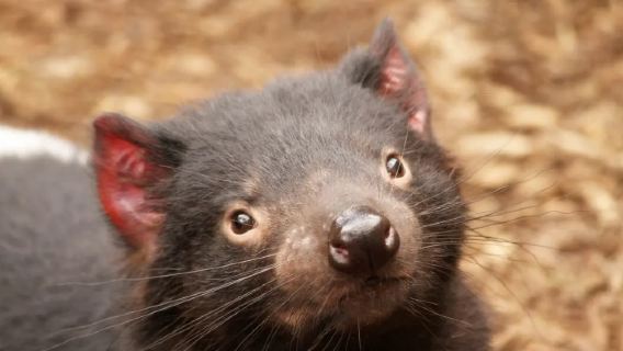 Sydney: tour di un giorno tra wombat, canguri e cascate (alla scoperta del mostro quadrato della cacca)