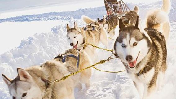Finland Rovaniemi + Husky & Co 1-day tour / Adjustable itinerary - Customizable