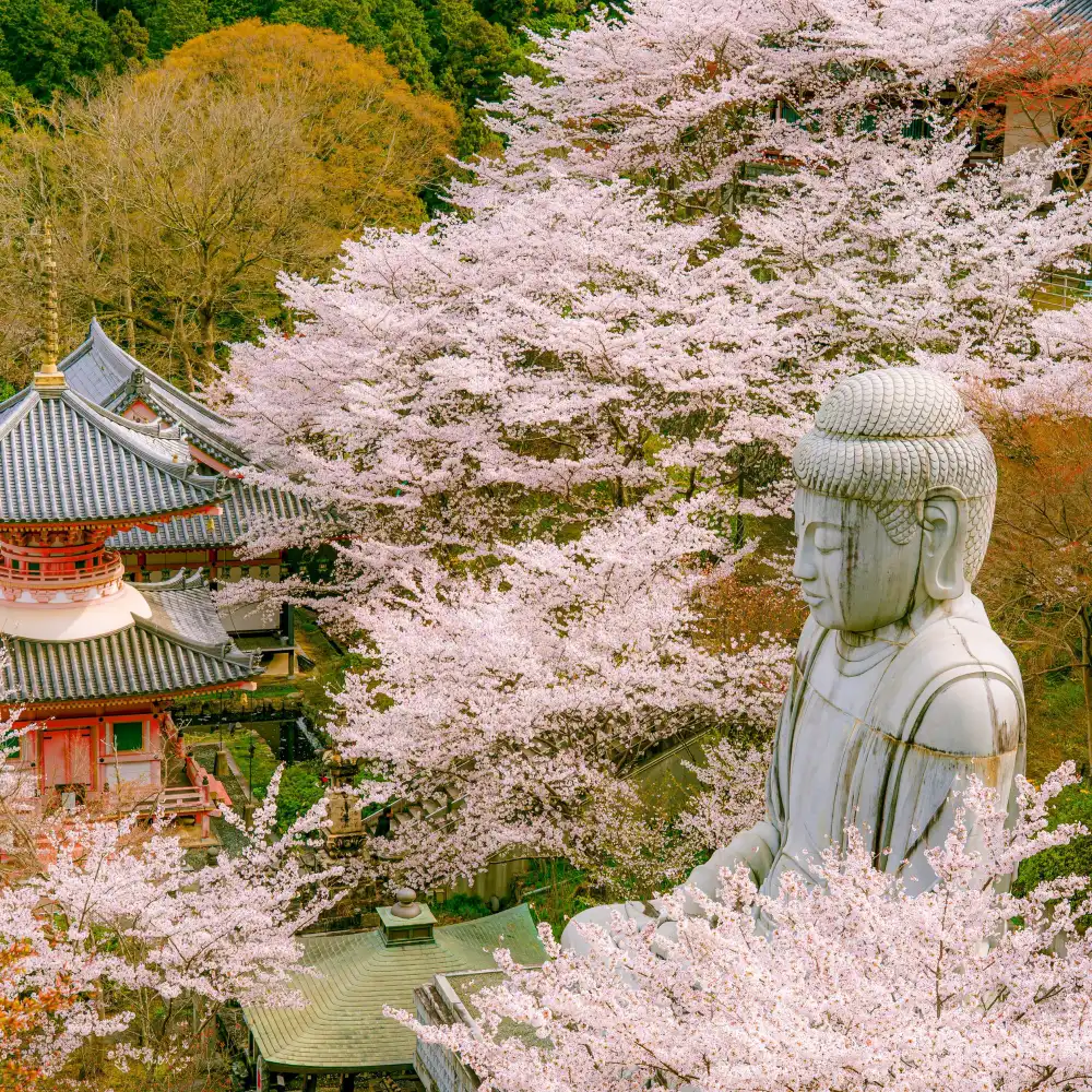 Nara Cherry Blossom 7 Highlights Day Tour from Osaka (Nara Park