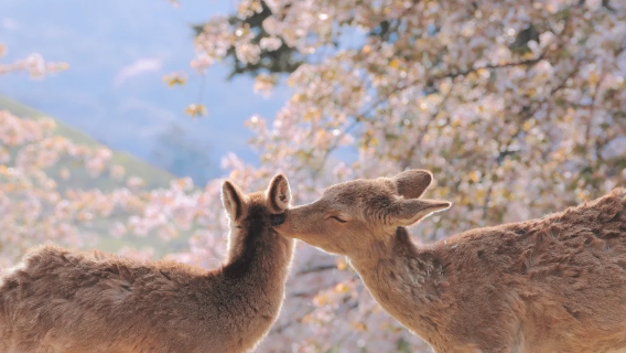 日本京都奈良+伏見稻荷大社+清水寺【9人小團‧可飯店接送】