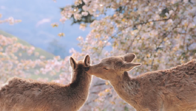 日本京都奈良+伏見稻荷大社+清水寺【9人小團‧可飯店接送】
